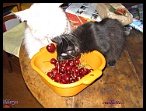 0086 2 juillet 2006